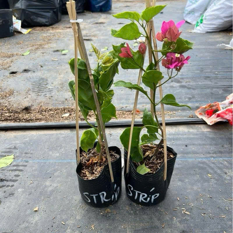 [CSF] Cây Giống Hoa Giấy Strip Batis - Hoa Màu Sắc Mới Mẻ - Dòng Ưa Nắng - Dễ Chăm