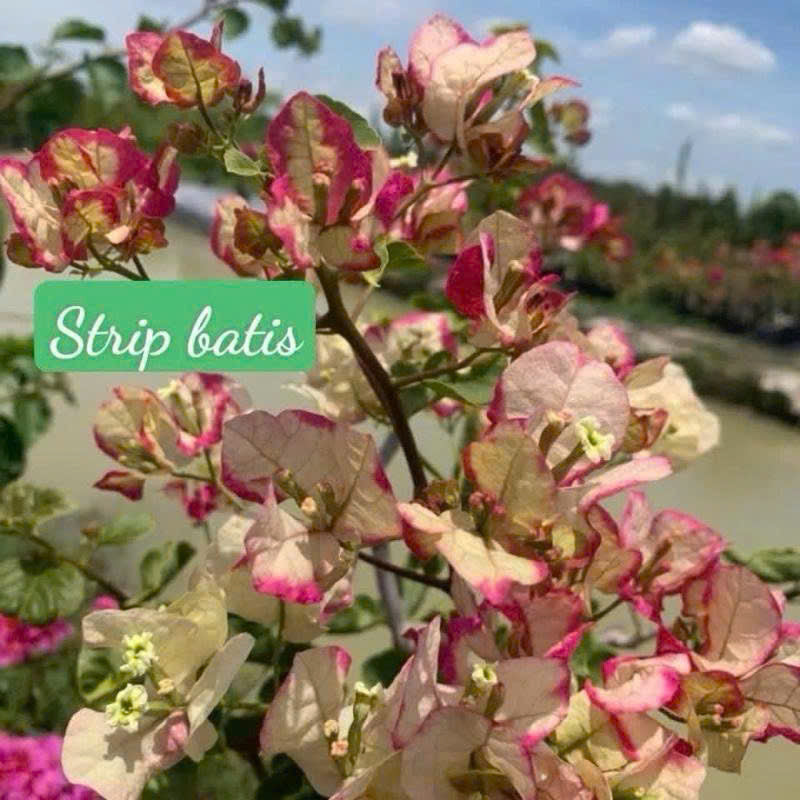 [CSF] Cây Giống Hoa Giấy Strip Batis - Hoa Màu Sắc Mới Mẻ - Dòng Ưa Nắng - Dễ Chăm