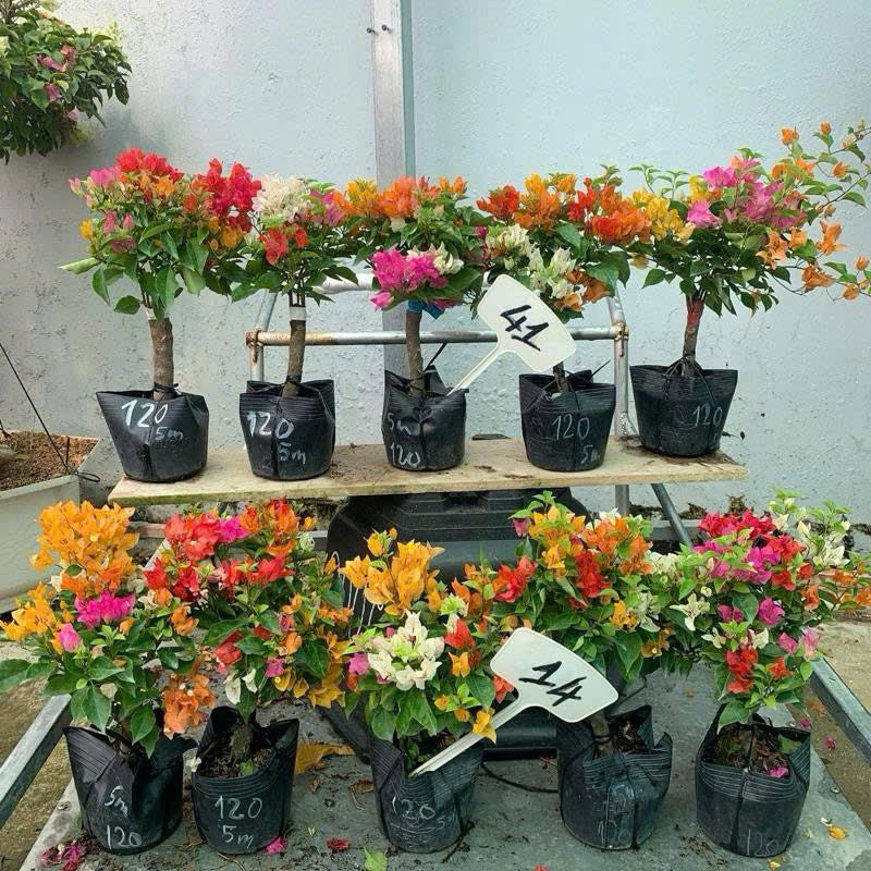 [CSF] Hoa Giấy Thái Mini 5 Màu - Dễ Trồng - Nhiều Màu Sắc - Ưa Nắng - Chuyên Leo