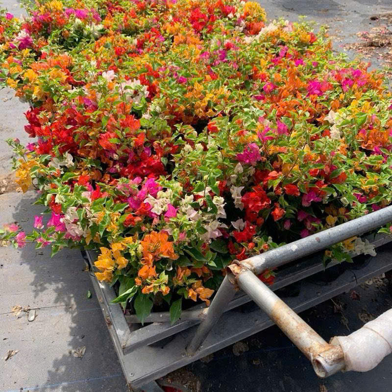 [CSF] Hoa Giấy Thái Mini 5 Màu - Dễ Trồng - Nhiều Màu Sắc - Ưa Nắng - Chuyên Leo