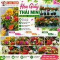 [CSF] Hoa Giấy Thái Mini 5 Màu - Dễ Trồng - Nhiều Màu Sắc - Ưa Nắng - Chuyên Leo