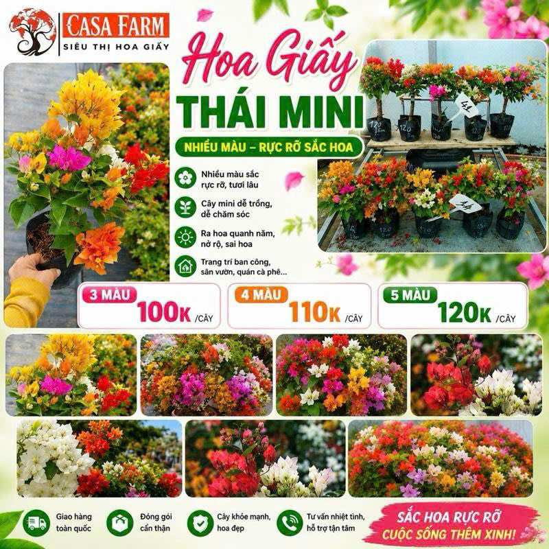 [CSF] Hoa Giấy Thái Mini 3 Màu - Dễ Trồng - Nhiều Màu Sắc - Ưa Nắng - Chuyên Leo