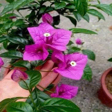 [CSF] Cây Giống Hoa Giấy Tím Pháp - Dòng Dễ Chăm - Ưa Nắng - Màu Tím Mông Mơ - Cây Khỏe
