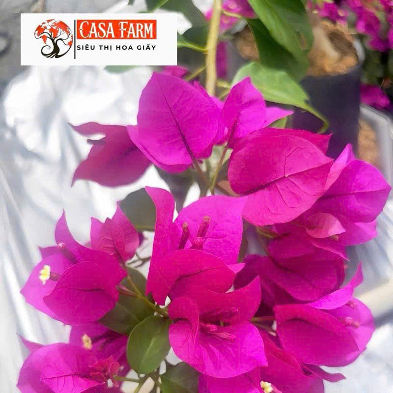 [CSF] Cây Giống Hoa Giấy Tím Pháp - Dòng Dễ Chăm - Ưa Nắng - Màu Tím Mông Mơ - Cây Khỏe