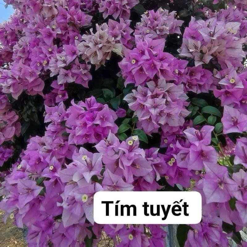 [CSF] Cây Giống Hoa Giấy Tím Tuyết - Dòng Siêu Hoa - Sai Hoa - Dễ Chăm - Ưa Nắng - Rễ Tốt