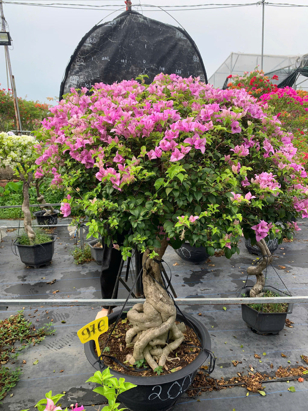 [CSF] Hoa Giấy Tím Tuyết Gốc Bonsai VIP - Cây Khỏe - Dễ Chăm - Ưa Nắng - Thân Gỗ
