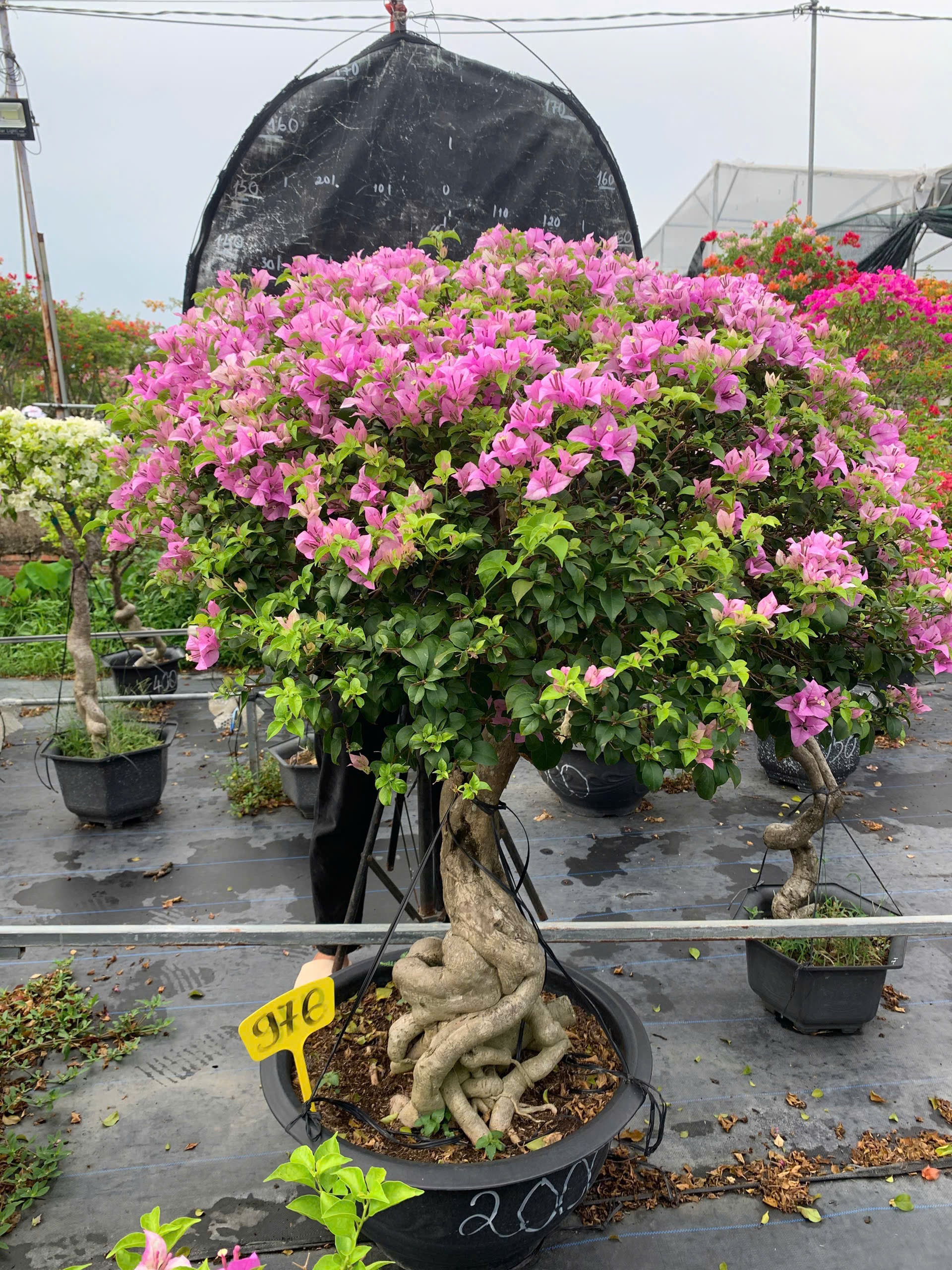[CSF] Hoa Giấy Tím Tuyết Gốc Bonsai VIP - Cây Khỏe - Dễ Chăm - Ưa Nắng - Thân Gỗ