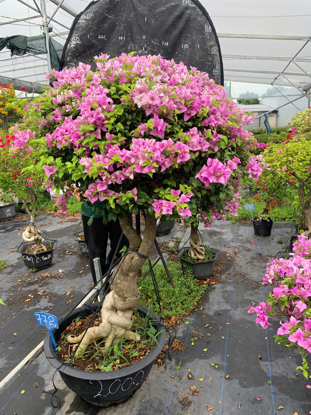 [CSF] Hoa Giấy Tím Tuyết Gốc Bonsai VIP - Cây Khỏe - Dễ Chăm - Ưa Nắng - Thân Gỗ