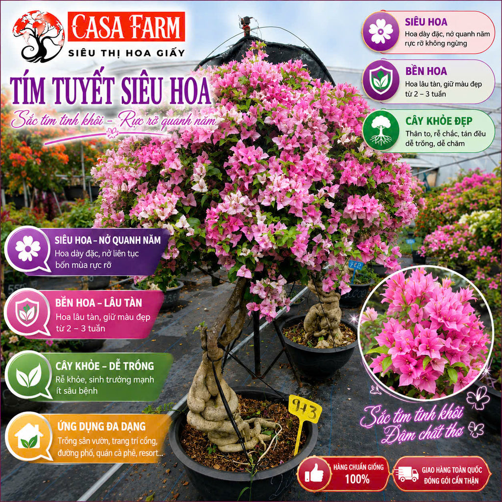 [CSF] Hoa Giấy Tím Tuyết Gốc Bonsai VIP - Cây Khỏe - Dễ Chăm - Ưa Nắng - Thân Gỗ