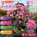 [CSF] Hoa Giấy Tím Tuyết Gốc Bonsai VIP - Cây Khỏe - Dễ Chăm - Ưa Nắng - Thân Gỗ