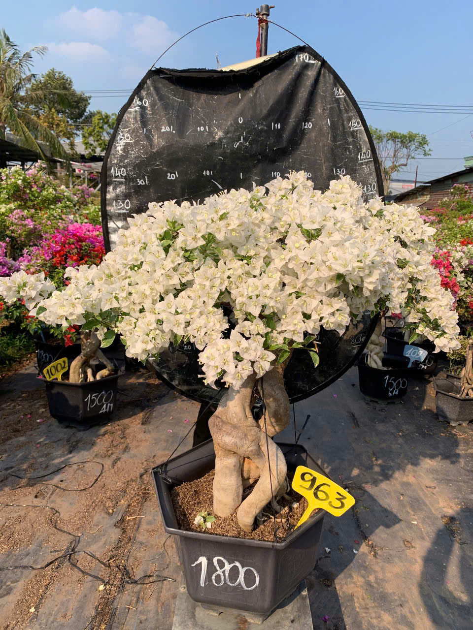 [CSF] Hoa Giấy Cẩm Thạch Trắng Tuyết Bonsai - Dòng Ưa Nắng - Sai Hoa - Lá Cẩm Thạch