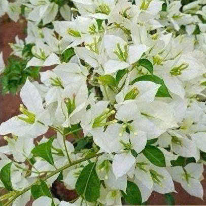 [CSF] Cây Giống Hoa Giấy Trắng Lửa - Dòng Siêu Hoa - Dễ Chăm - Ưa Nắng - Bộ Rễ Tốt