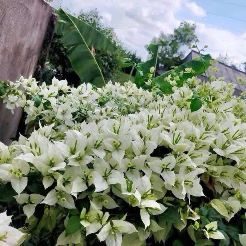 [CSF] Cây Giống Hoa Giấy Trắng Lửa - Dòng Siêu Hoa - Dễ Chăm - Ưa Nắng - Bộ Rễ Tốt