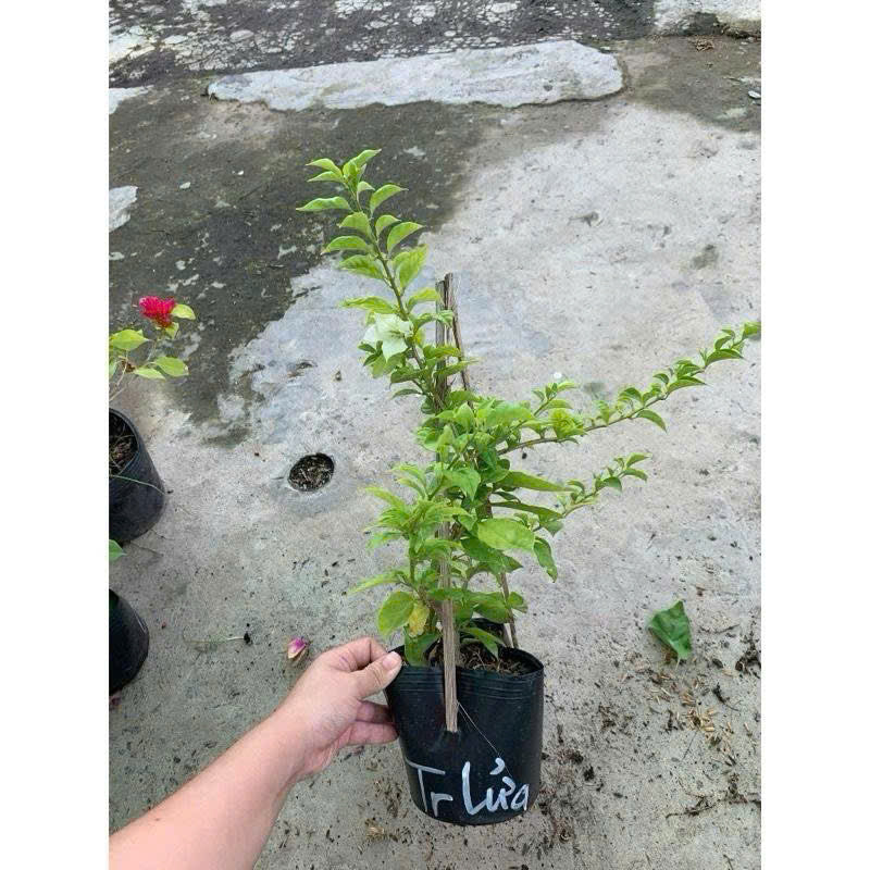 [CSF] Cây Giống Hoa Giấy Trắng Lửa - Dòng Siêu Hoa - Dễ Chăm - Ưa Nắng - Bộ Rễ Tốt