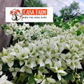 [CSF] Cây Giống Hoa Giấy Trắng Lửa - Dòng Siêu Hoa - Dễ Chăm - Ưa Nắng - Bộ Rễ Tốt