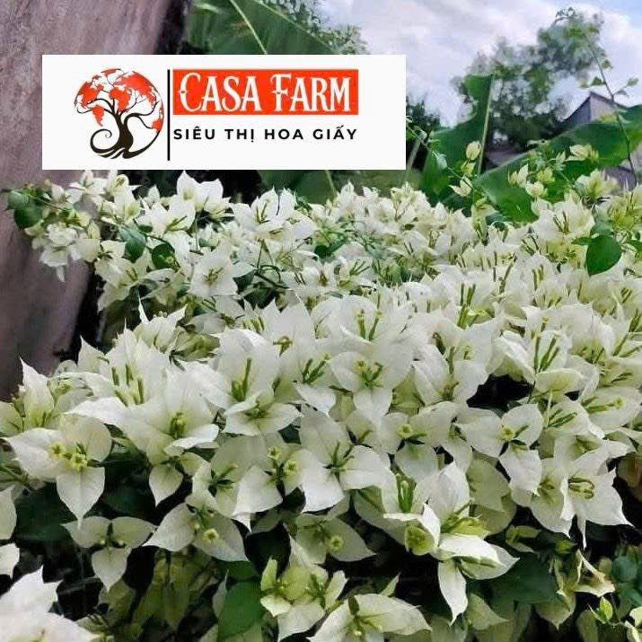[CSF] Cây Giống Hoa Giấy Trắng Lửa - Dòng Siêu Hoa - Dễ Chăm - Ưa Nắng - Bộ Rễ Tốt