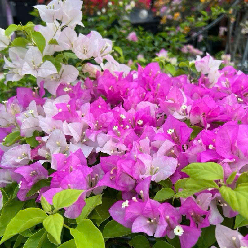 [CSF] Cây giống Hoa giấy Trắng Phớt Hồng Việt - Dòng Ưa Nắng - Dễ Chăm - Màu Sắc Dịu Dàng - Cây Khỏe - Bộ Rễ Tốt