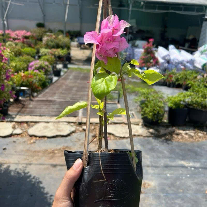 [CSF] Cây giống Hoa giấy Trắng Phớt Hồng Việt - Dòng Ưa Nắng - Dễ Chăm - Màu Sắc Dịu Dàng - Cây Khỏe - Bộ Rễ Tốt