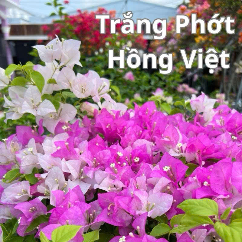 [CSF] Cây giống Hoa giấy Trắng Phớt Hồng Việt - Dòng Ưa Nắng - Dễ Chăm - Màu Sắc Dịu Dàng - Cây Khỏe - Bộ Rễ Tốt