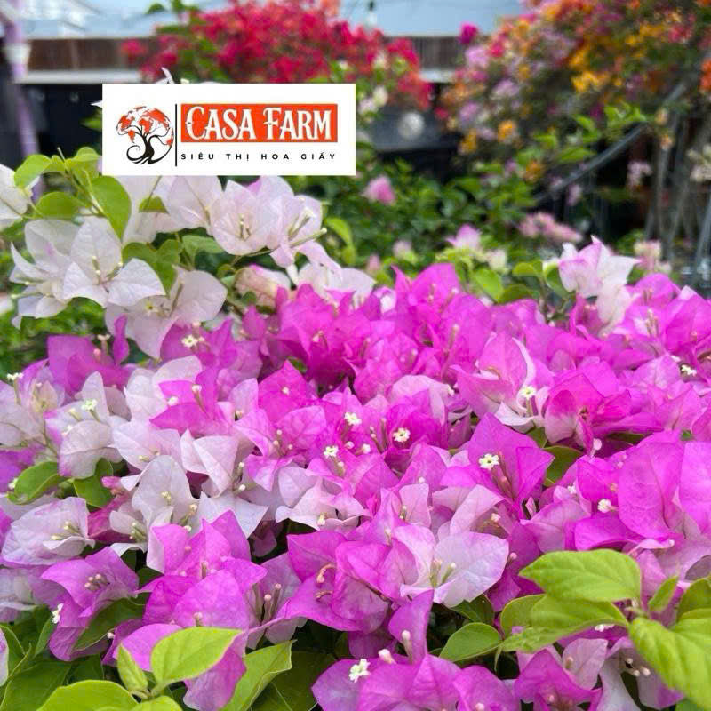 [CSF] Cây giống Hoa giấy Trắng Phớt Hồng Việt - Dòng Ưa Nắng - Dễ Chăm - Màu Sắc Dịu Dàng - Cây Khỏe - Bộ Rễ Tốt