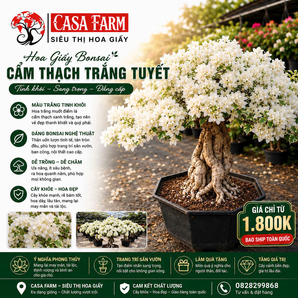 [CSF] Hoa Giấy Cẩm Thạch Trắng Tuyết Bonsai - Dòng Ưa Nắng - Sai Hoa - Lá Cẩm Thạch
