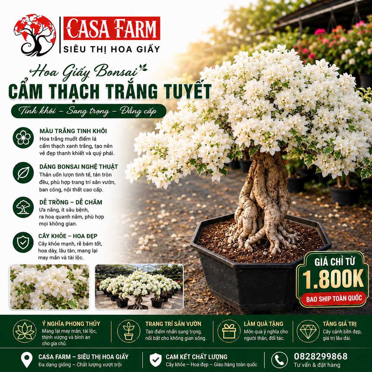 [CSF] Hoa Giấy Cẩm Thạch Trắng Tuyết Bonsai - Dòng Ưa Nắng - Sai Hoa - Lá Cẩm Thạch