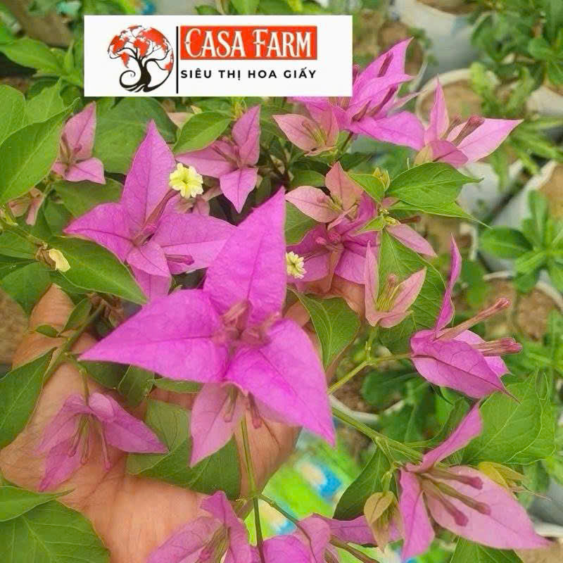 [CSF] Cây Giống Hoa Giấy Vạn Huê Lầu - Cây Khỏe - Ưa Nắng - Dễ Chăm - Màu Tím Thủy Chung