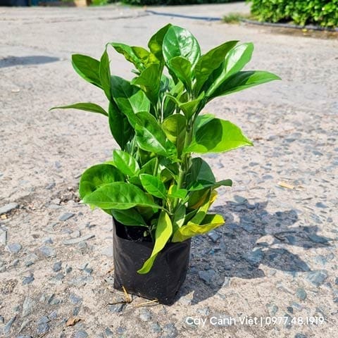 Xử lý sâu bệnh thường gặp