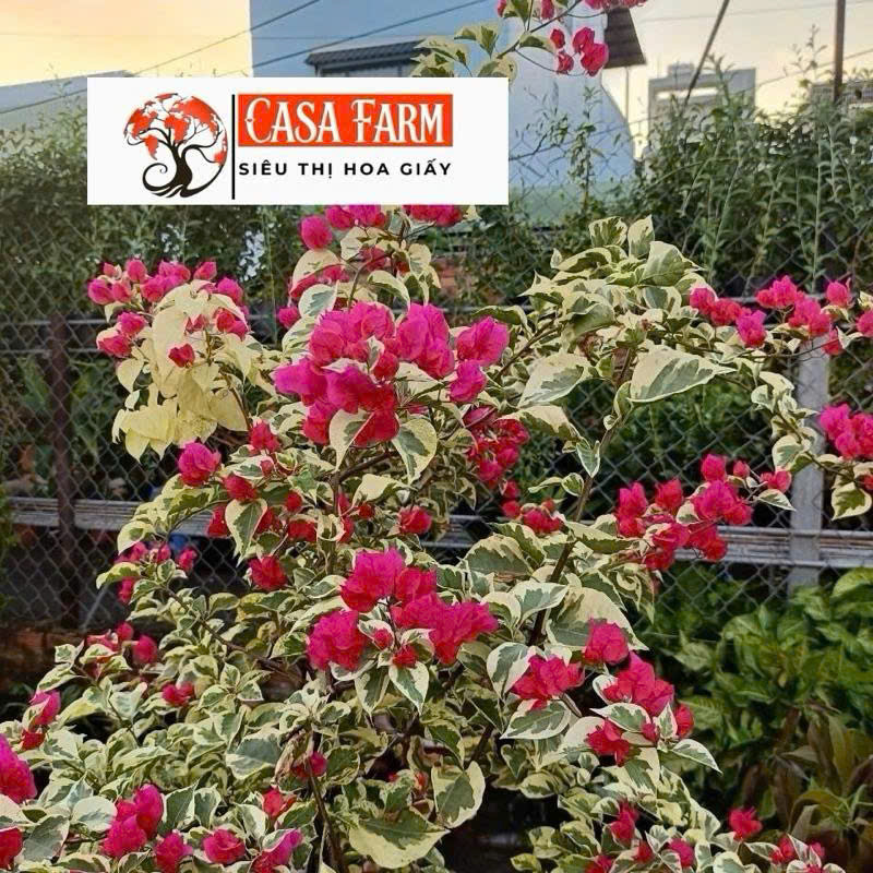 [CSF] Hoa Giấy Cẩm Thạch Đỏ Tháp Zin - Dễ Chăm - Ưa Nắng - Sai Hoa - Màu Lá Cẩm Thạch