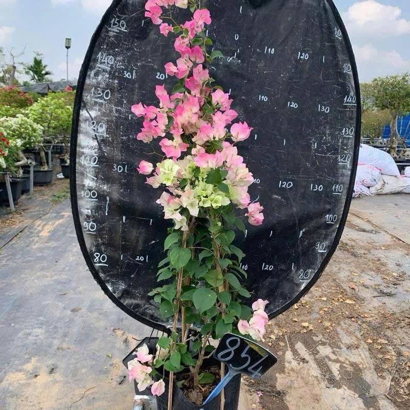 [CSF] Hoa Giấy Sakura Tháp Zin - Chuyên Leo Hàng Rào - Cổng Chào - Ban Công