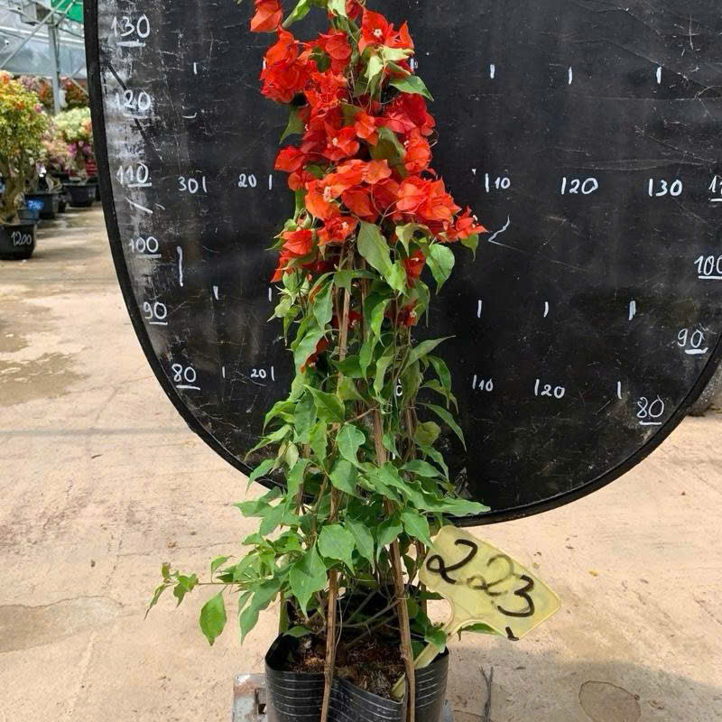 [CSF] Hoa Giấy Đỏ Lửa Tháp Zin - Dòng Chuyên Leo - Sai Hoa - Siêu Hoa - Dễ Chăm - Ưa Nắng