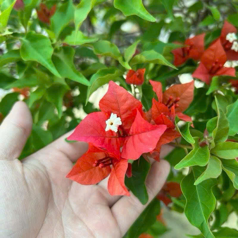 [CSF] Hoa Giấy Đỏ Lửa Tháp Zin - Dòng Chuyên Leo - Sai Hoa - Siêu Hoa - Dễ Chăm - Ưa Nắng