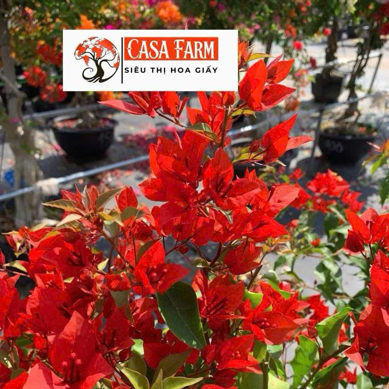[CSF] Hoa Giấy Đỏ Lửa Tháp Zin - Dòng Chuyên Leo - Sai Hoa - Siêu Hoa - Dễ Chăm - Ưa Nắng