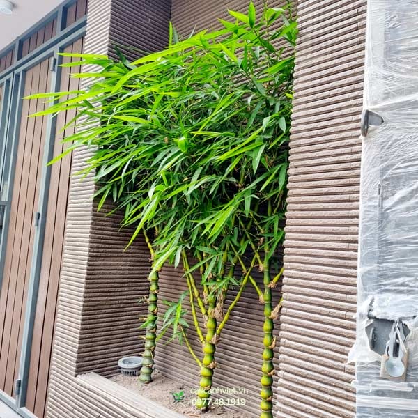 Cây Trúc Phật Bà