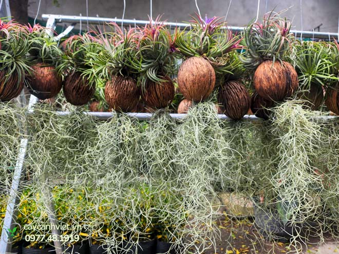 Vườn cây không khí Tillandsia thật tại Cây Cảnh Việt TP.HCM.