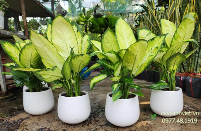 Cây Dạ Lan Thanh trang trí phòng khách, văn phòng và hành lang đẹp mắt