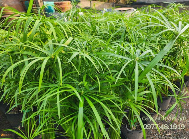 Thân và lá Cây Thủy Trúc xanh mướt, dáng thẳng thanh thoát
