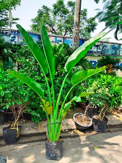 Đặc điểm của cây chuối rẻ quạt với lá như quạt lớn