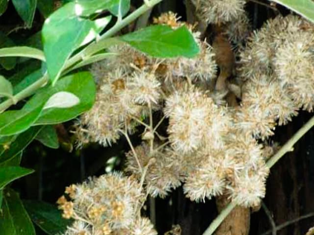 Hoa dây leo cúc Ấn Độ nhỏ xinh, màu hồng nhạt
