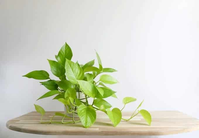 Trầu bà vạn niên thanh mang lại tài vận và thịnh vượng