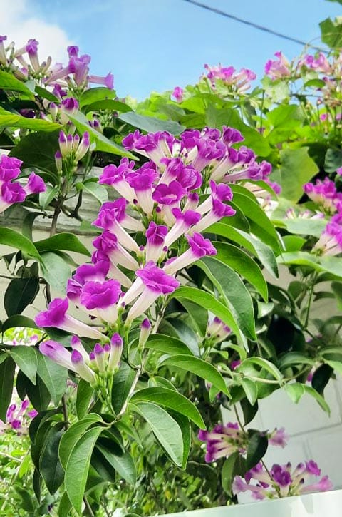 Chùm hoa lan tỏi tím mọc đều quanh năm, thích hợp trang trí sân vườn