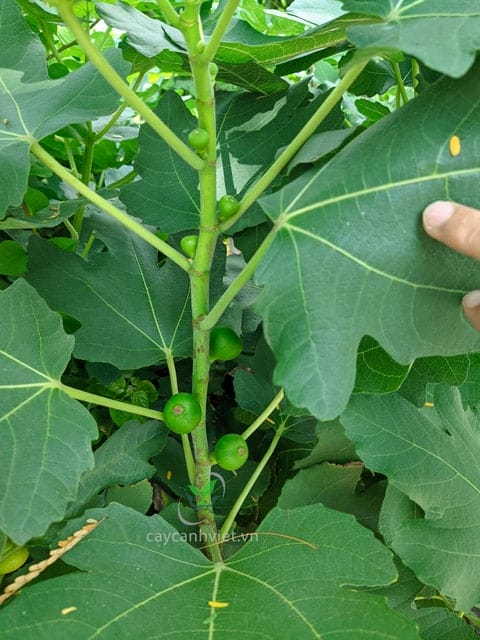 Công dụng của quả Sung Mỹ, giàu dinh dưỡng và dễ ăn