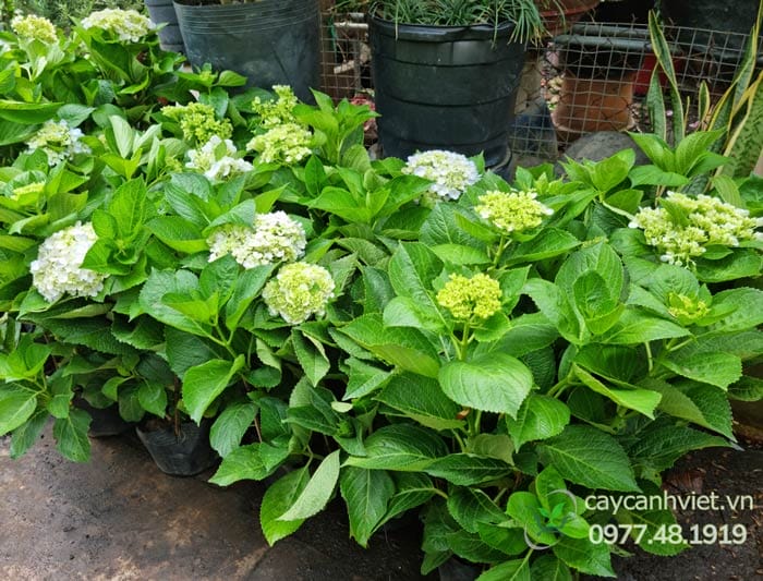 Giá cây cẩm tú cầu sẵn hoa tại HCM từ 120.000-150.000đ