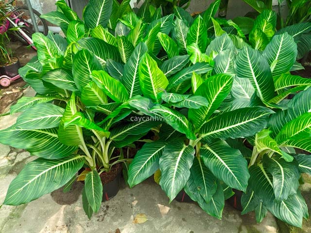 Hướng dẫn cách chăm sóc cây Oai Hùng luôn xanh tốt