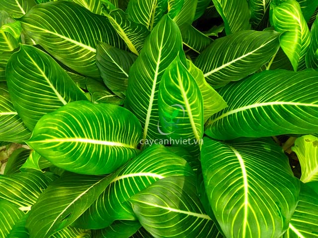 Công dụng của cây Oai Hùng trong việc thanh lọc không khí