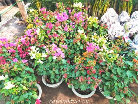 Cây bông giấy mix 3 màu đẹp mắt