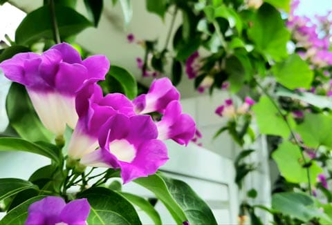 Lá cây lan tỏi hình trứng thuôn dài, xanh bóng, có mùi hương tỏi