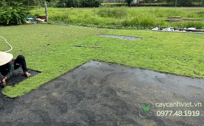 Chăm sóc cỏ nhung Nhật sau khi trồng