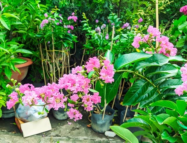 Hoa Bằng Lăng Hồng Tím với vẻ đẹp tươi tắn, lãng mạn