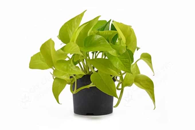 Đặc điểm cây trầu bà vàng lá dài, lá màu vàng bóng